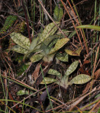 Paphiopedilum hookerae var. volonteanum. Group of plants.