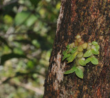 Porpax borneensis on Gymnostoma tree.