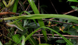 Stichorkis compressa aff.