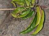 Utricaceae