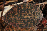 Macodes sp. Close-up leaf.