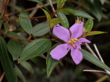 Melastoma malabathricum