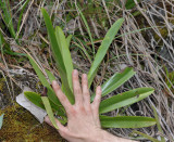 Paphiopedilum rothschildianum. Young plant with hand.