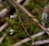 Podochilus sp.