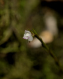 Podochilus sp. Closer.