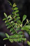 Rutaceae