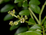 Rutaceae. Close-up.