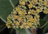 Tristaniopsis elliptica. Closer.