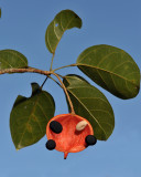 Sterculia sp. Fruit.
