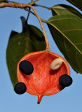 Sterculia sp. Close-up fruit.
