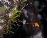 Bulbophyllum montense