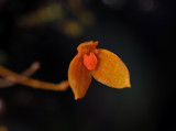 Bulbophyllum montense. Close-up.