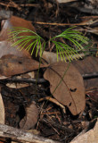 Schizaea sp.