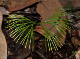 Schizaea sp.. Close-up.