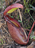 Nepenthes rajah