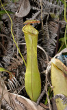 Nepenthes x neglecta. Closer.