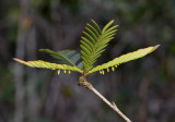 Phyllanthus balgooyi. In flower.