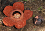 Rafflesia keithii small.