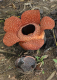 Rafflesia keithii small.