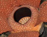 Rafflesia keithii small. Close-up.