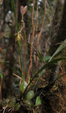 Coelogyne exalata