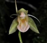 Coelogyne cuprea. Close-up. Front.