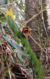 Dendrobium piranha