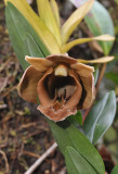Dendrobium piranha. Close-up.