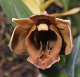 Dendrobium piranha. Close-up.