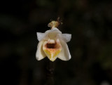 Dendrobium sp. Nambuyukon ridge.