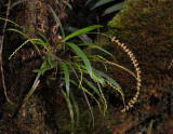 Dendrochilum gibbsiae