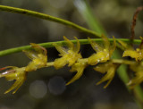 Dendrochilum sp. Close-up.
