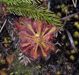 Drosera ultramafica