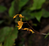 Globba sp. Close-up.