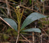 Lauraceae