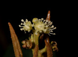 Lauraceae. Close-up.