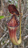Nepenthes burbidgeae x N. lowii. Closer.
