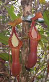 Nepenthes edwardsiana. Two pitchers.