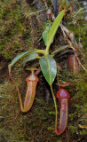 Nepenthes edwardsiana. Young plant.