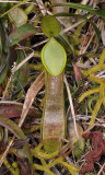 Nepenthes tetaculata with eye spots. Closer.