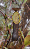 Nepenthes tentaculata. Black.