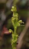 Peristylus hallieri. Closer.