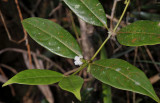 Lasianthus/ Urophyllum sp