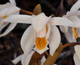 Coelogyne rupicola. Close-up.