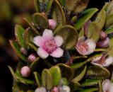 Leptospermum. Close-up
