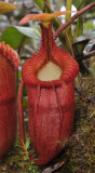 Nepenthes villosa. Close-up.