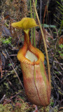 Nepenthes villosa
