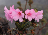 Rhododendrom meijeri x R. baconii.