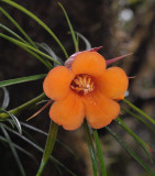 Rhododendron stenophyllum ssp. angustifolium. Close-up.