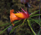 Rhododendron stenophyllum ssp. angustifolium. Close-up side.